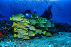 Scuba diving in Banana Reef