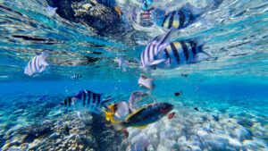 The Colorful Fish of the Red Sea