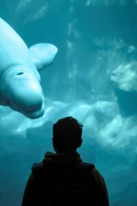 A dugong