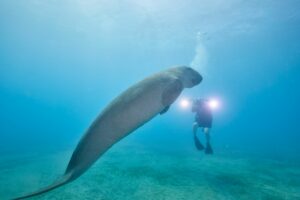 Scuba diving with dugongs in Marsa Alam